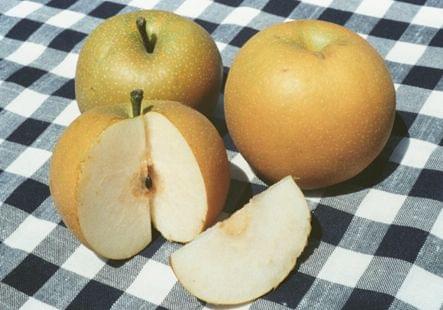 Asian Pear - Chojuro - PRE-ORDER