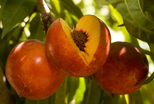 Nectarine - Double Delight - PRE-ORDER