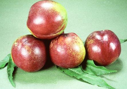 Nectarine - Goldmine - PRE-ORDER