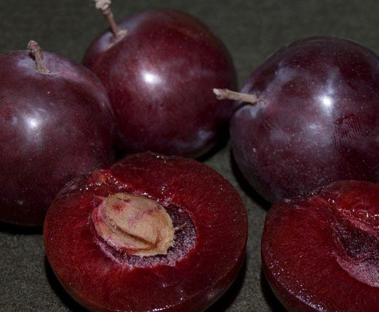 Plum - Hollywood - PRE-ORDER