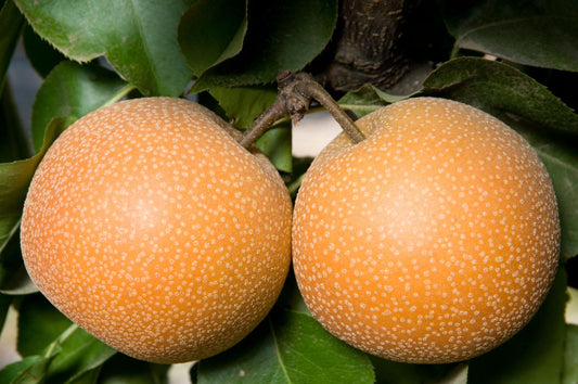 Asian Pear - Hosui - PRE-ORDER