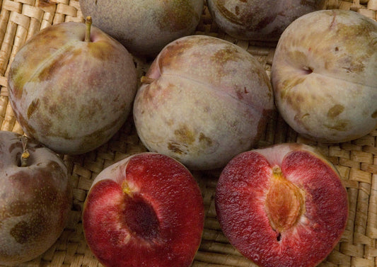 Plum - Mariposa - PRE-ORDER
