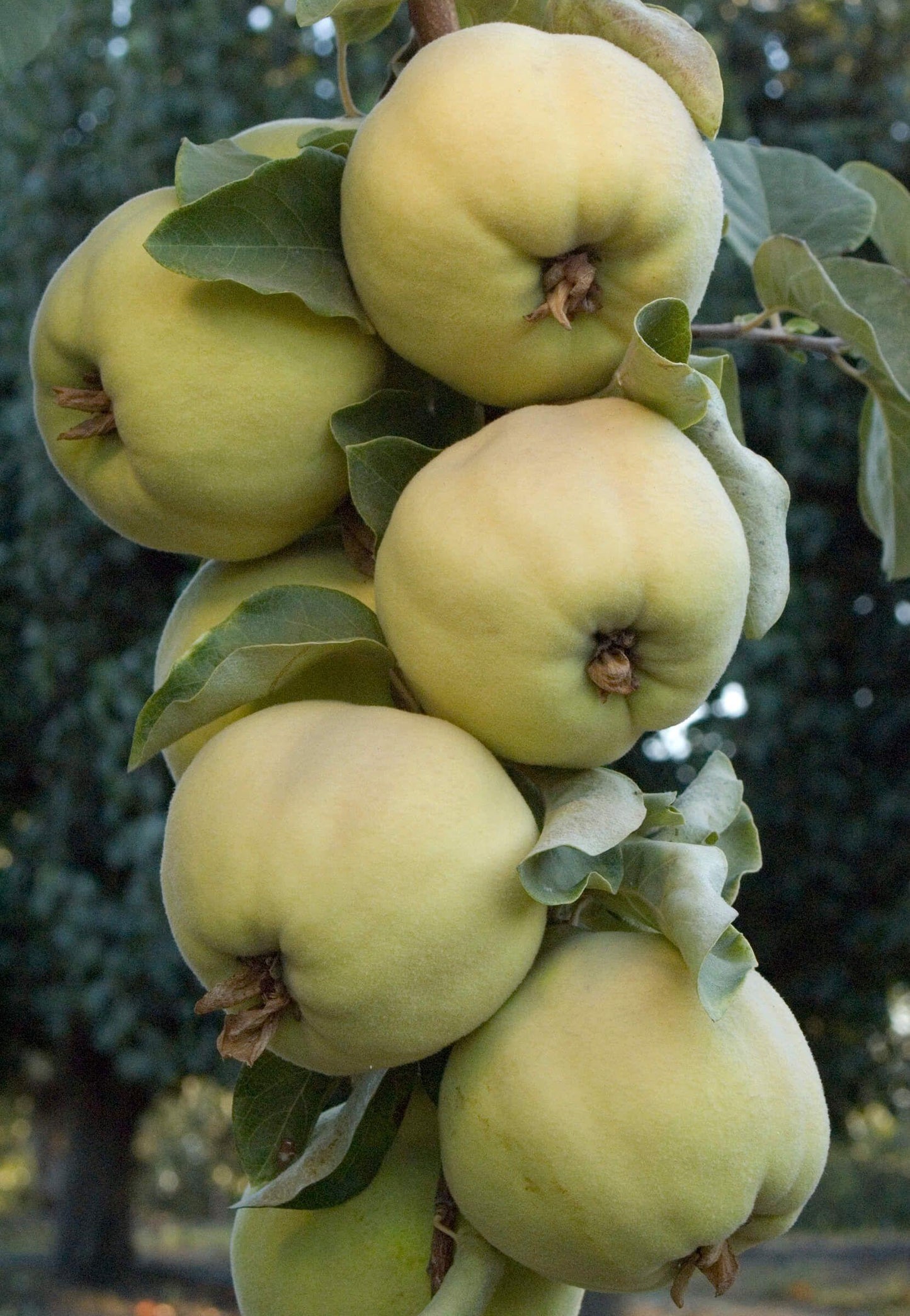 Quince - Pineapple
