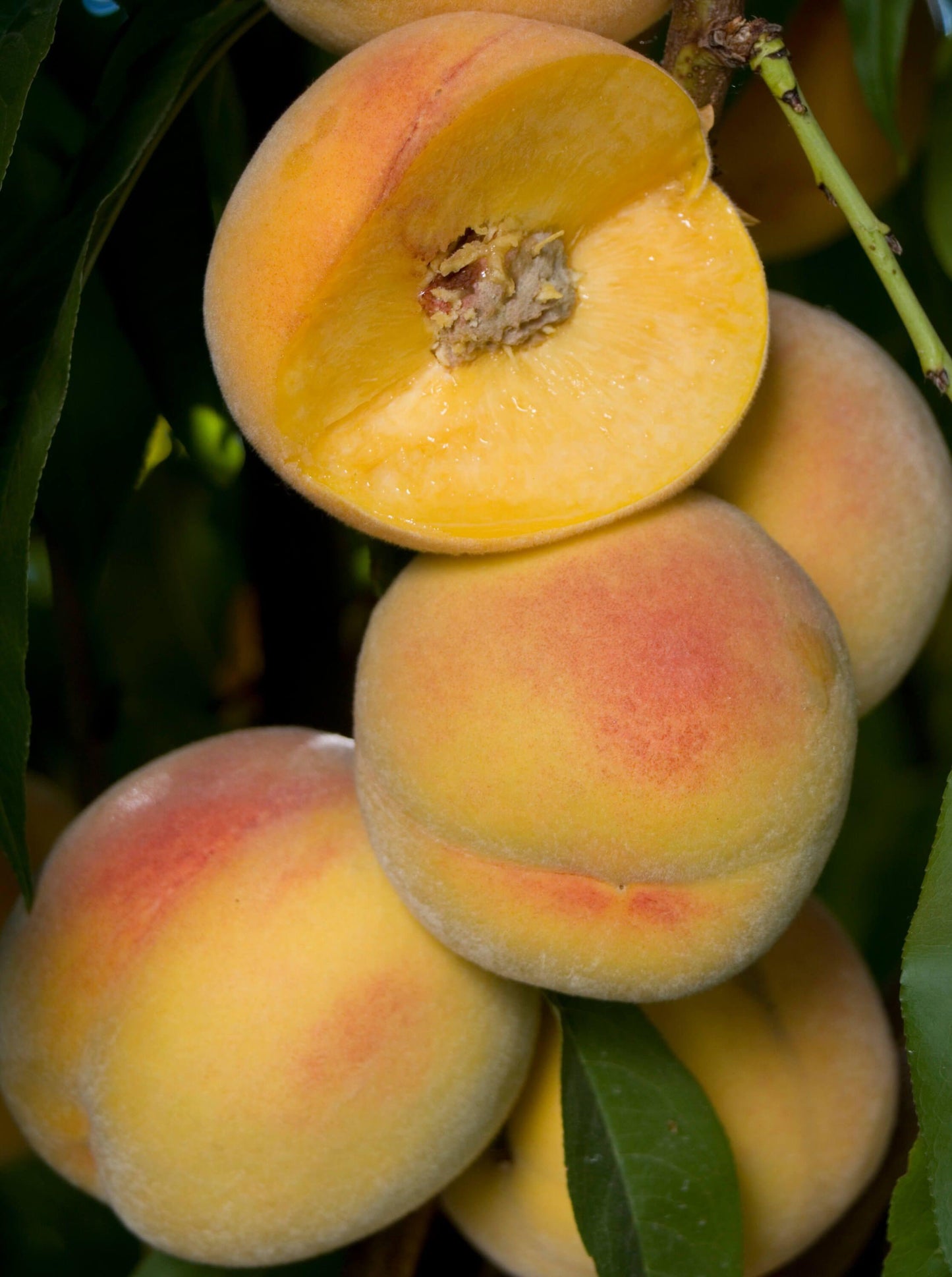 Peach - Saturn