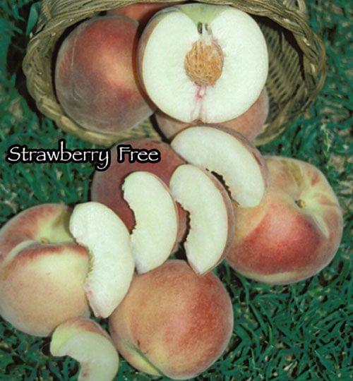 Peach - Strawberry Free - PRE-ORDER