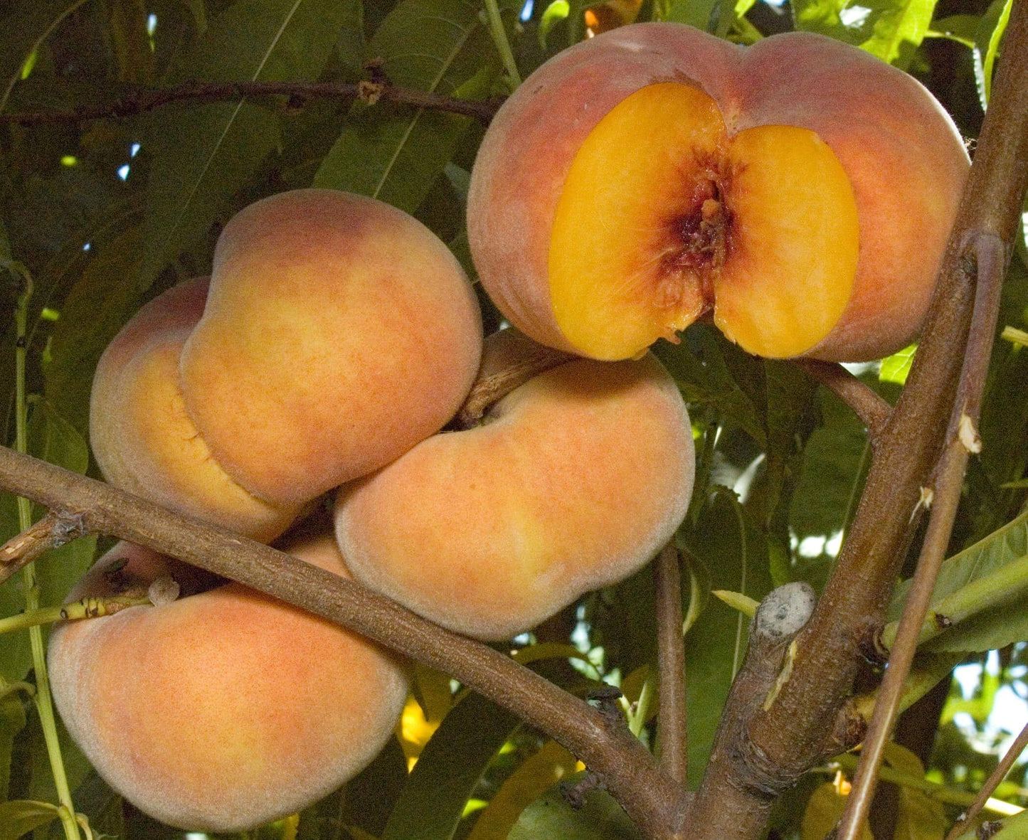 Peach - Sweet Bagel - PRE-ORDER