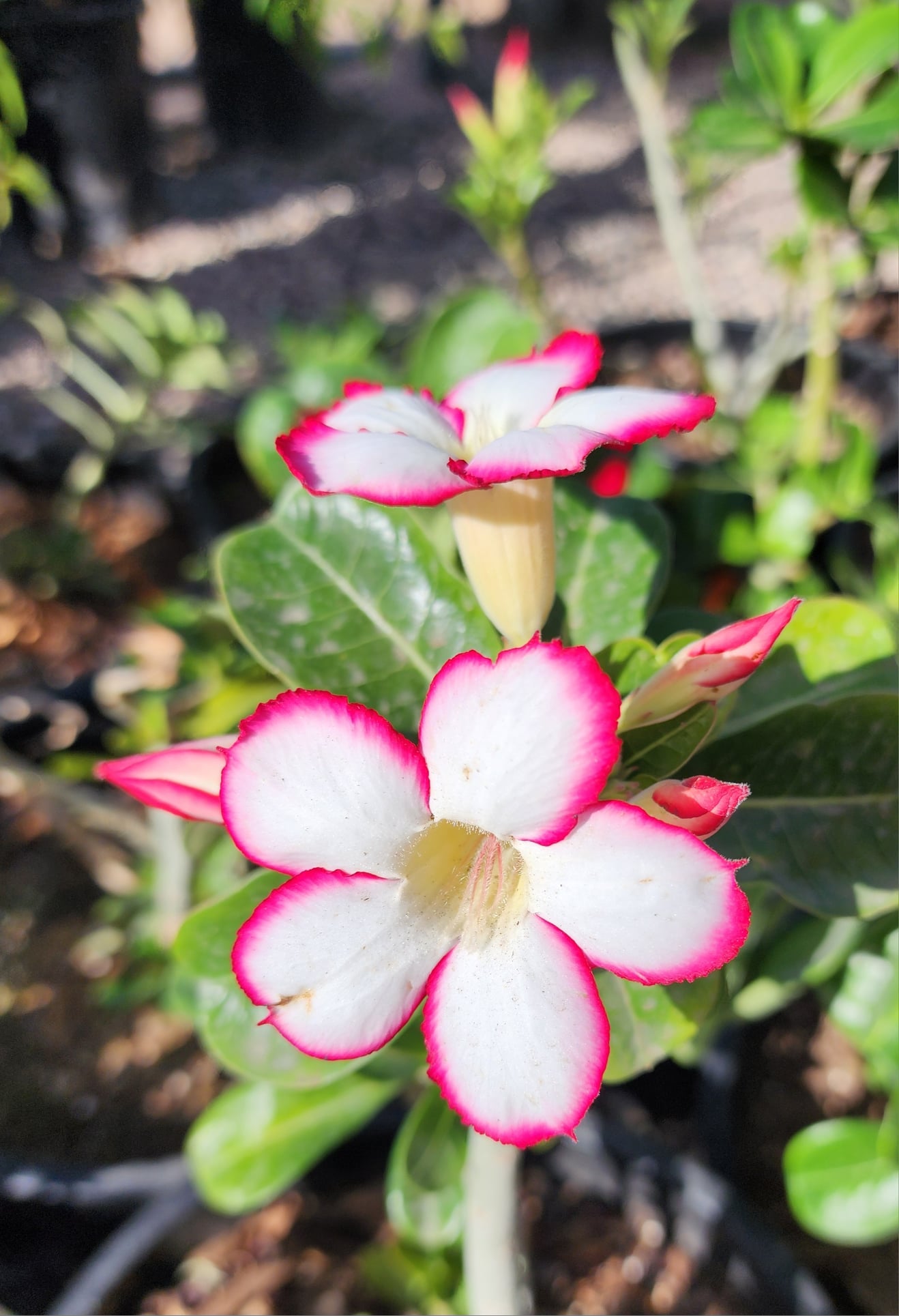 Tropical - Adenium (Desert Rose)