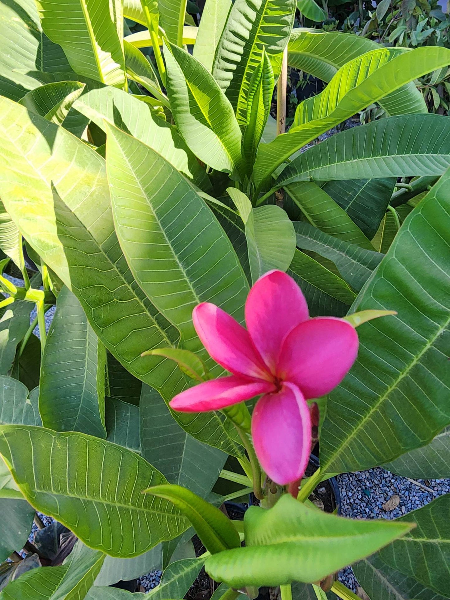 Tropical - Plumeria