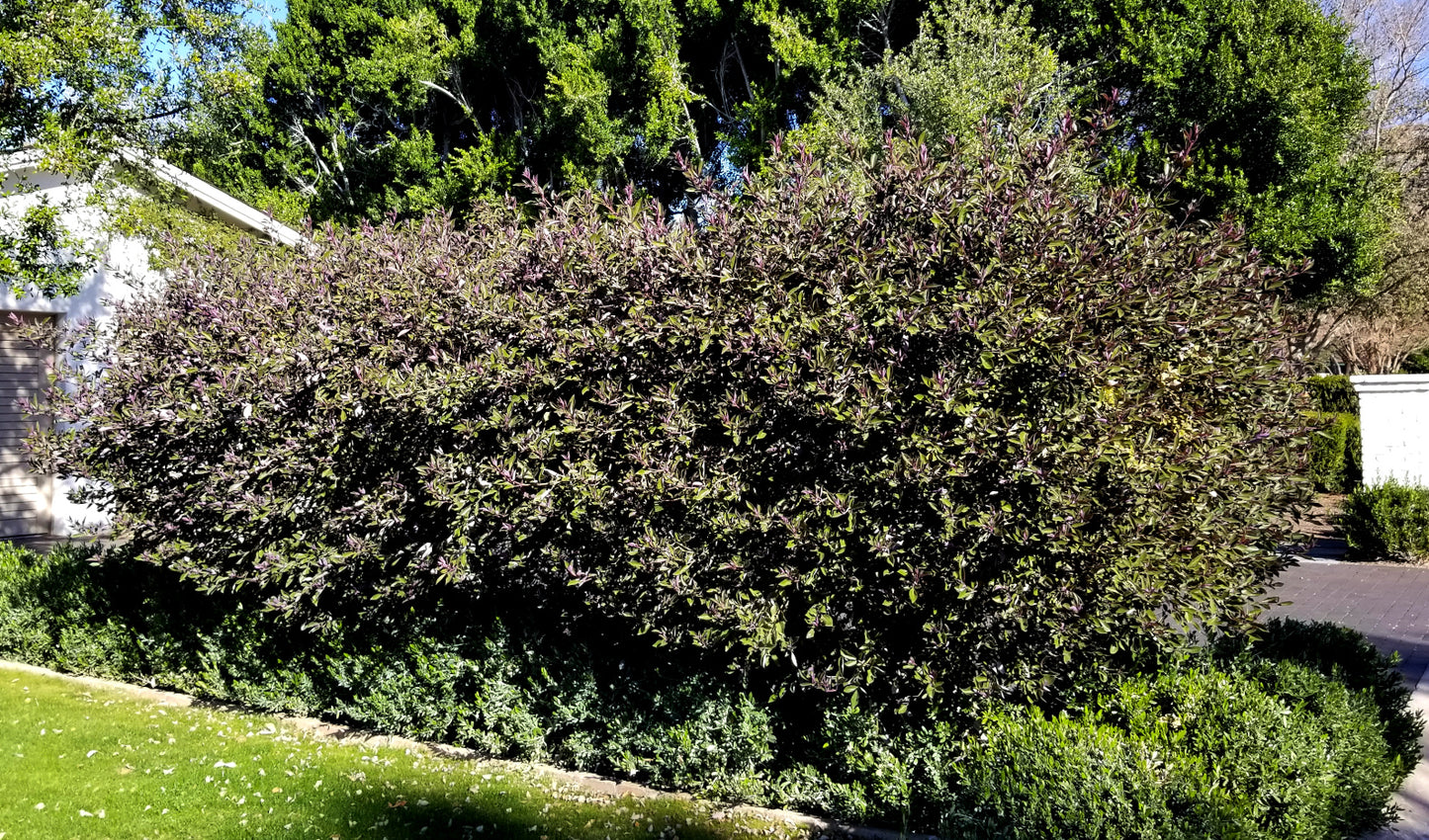 Shrubs - Arabian Lilac