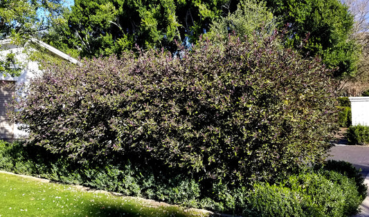 Shrubs - Arabian Lilac