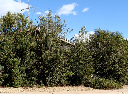 Shrubs - Arizona Rosewood