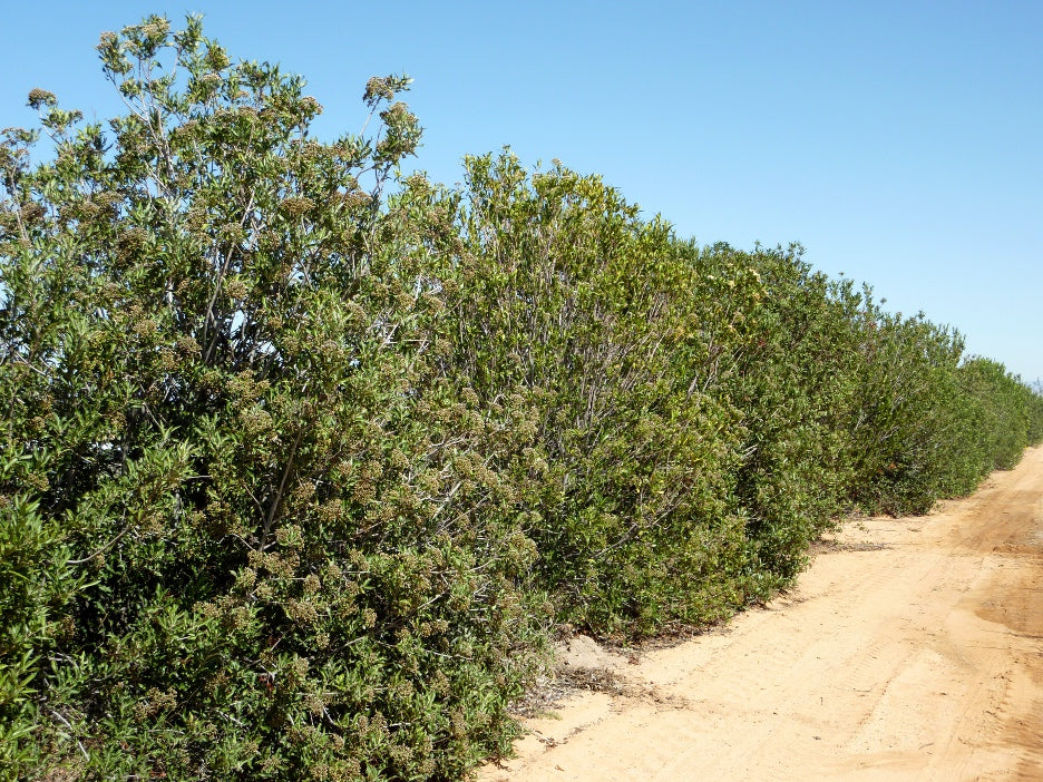 Shrubs - Arizona Rosewood