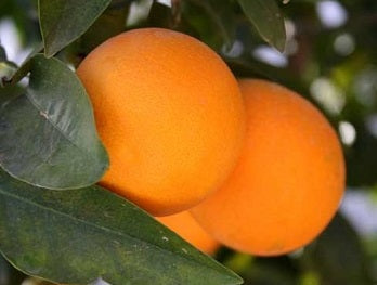 Citrus - Orange - Arizona Sweet