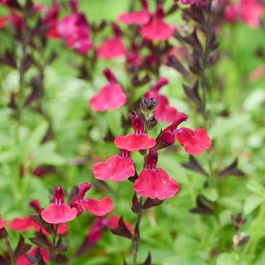 Shrubs - Autumn Sage