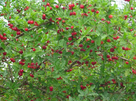 Tropical - Barbados Cherry