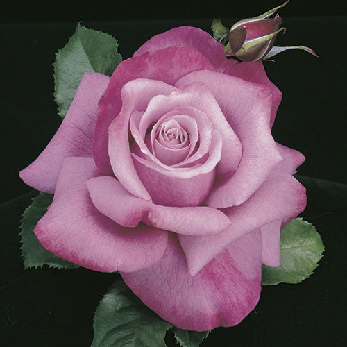 Roses - Barbra Streisand