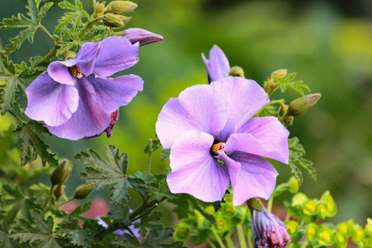 Shrubs - Blue Hibiscus