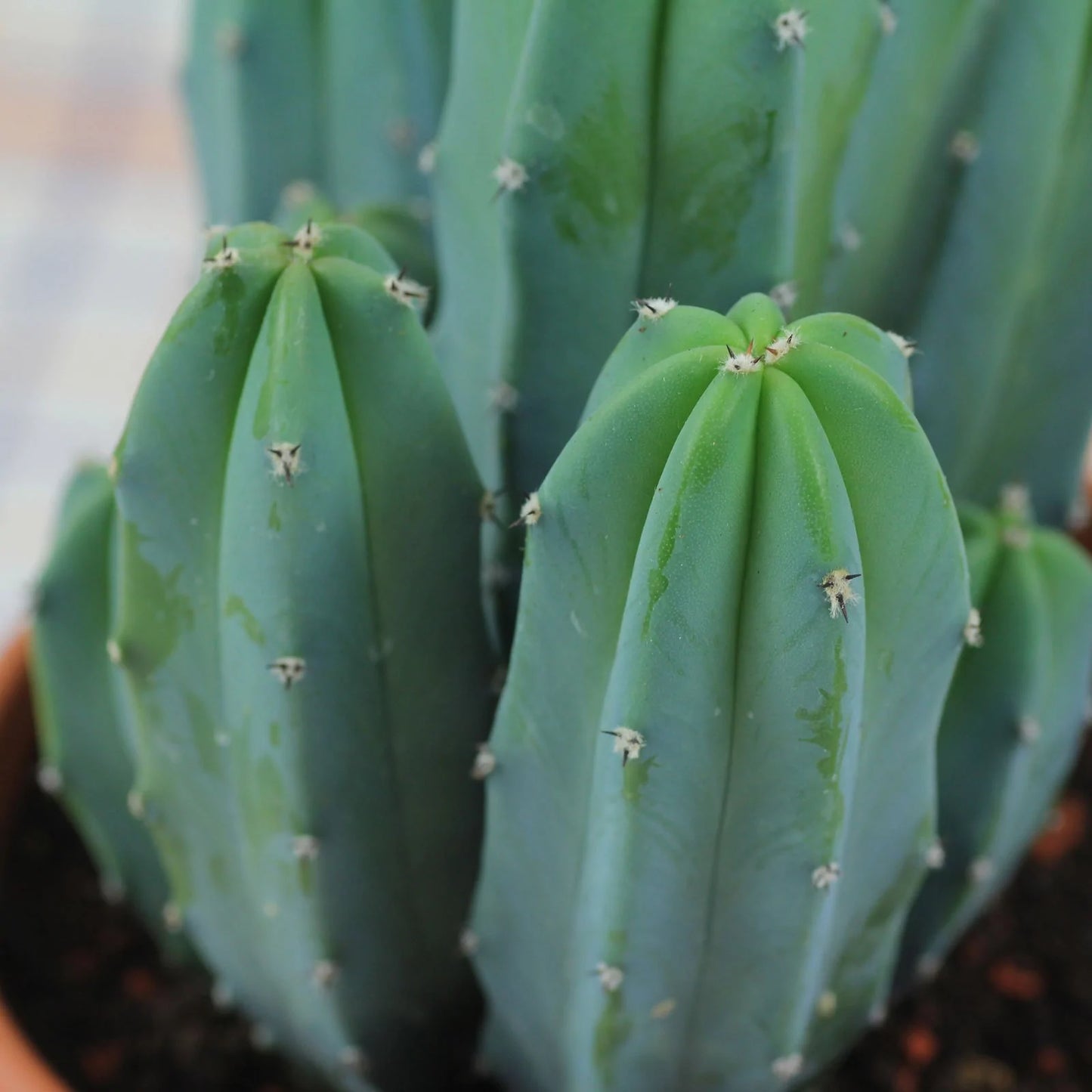 blue myrtle cactus vs san pedro Cactus
