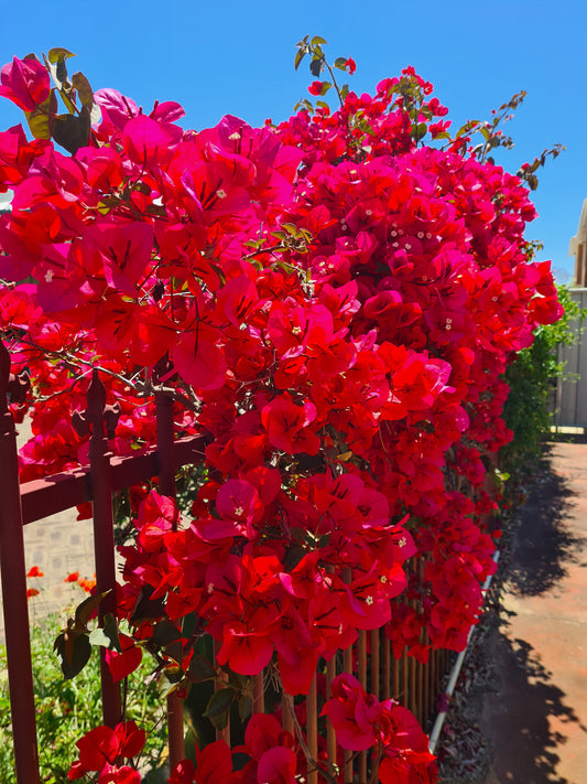Shrubs - Bougainvillea