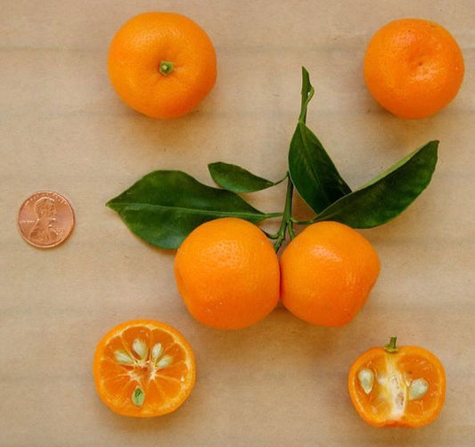 Citrus - Calamondin