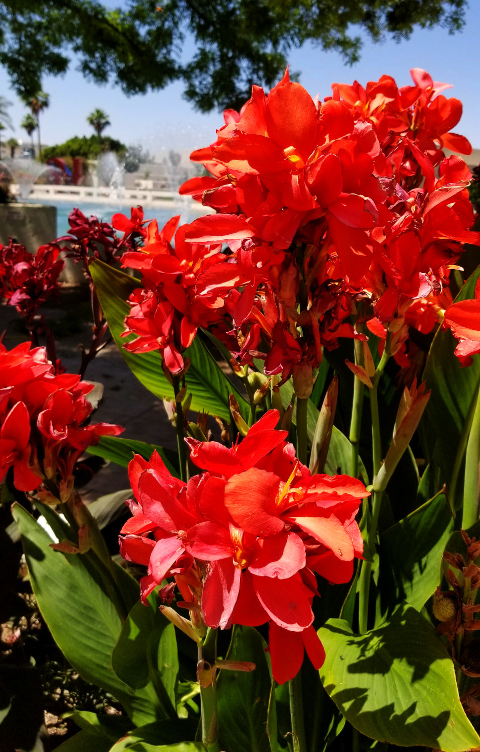 Shrubs - Canna Lily
