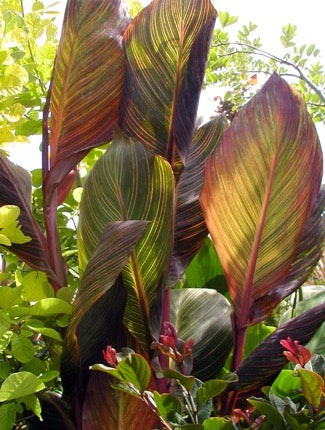 Shrubs - Canna Lily