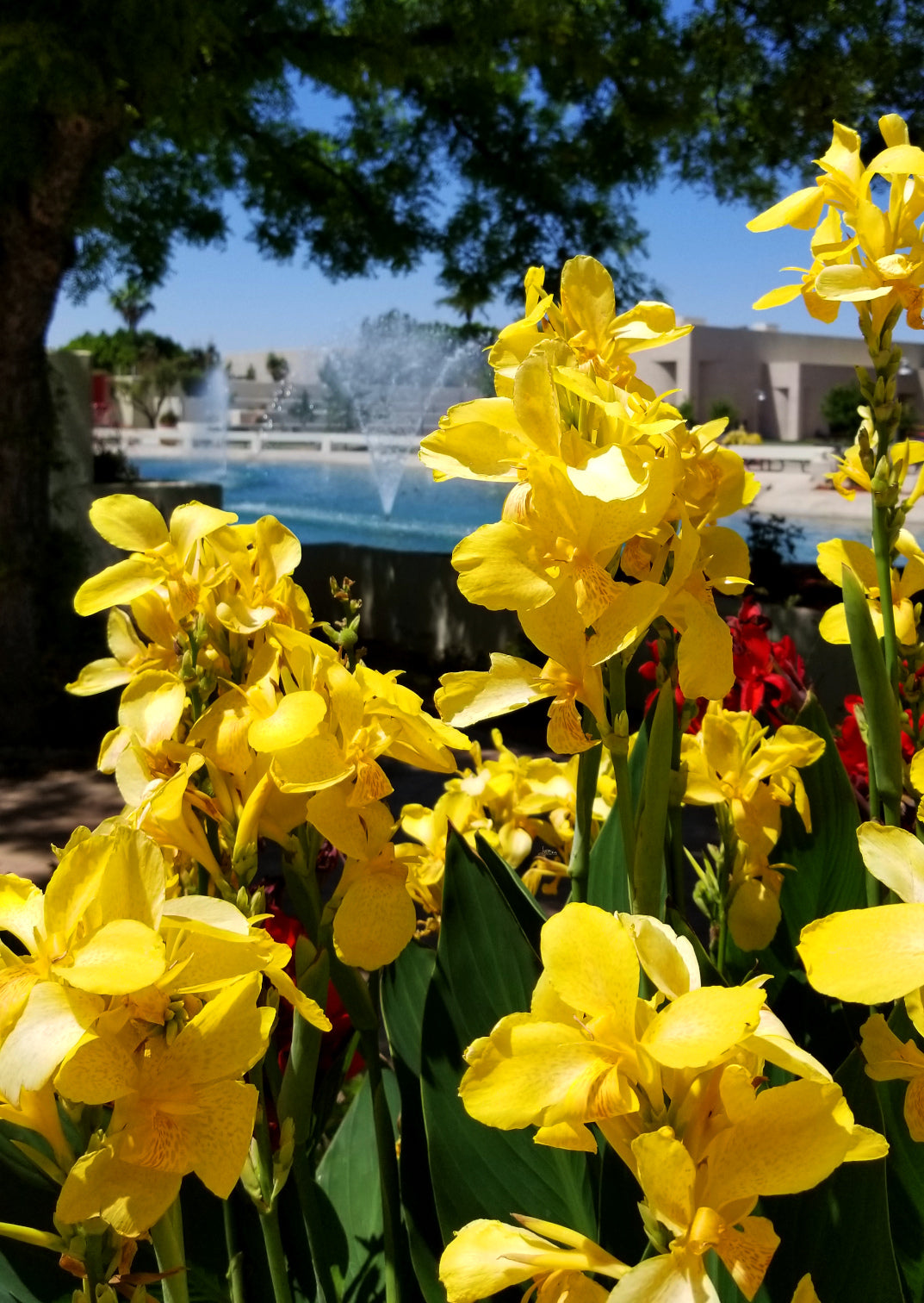 Shrubs - Canna Lily