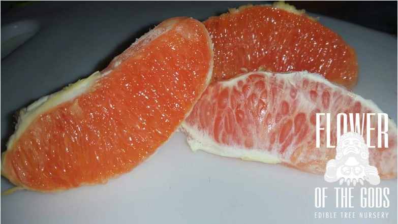 Citrus - Orange - Cara Cara