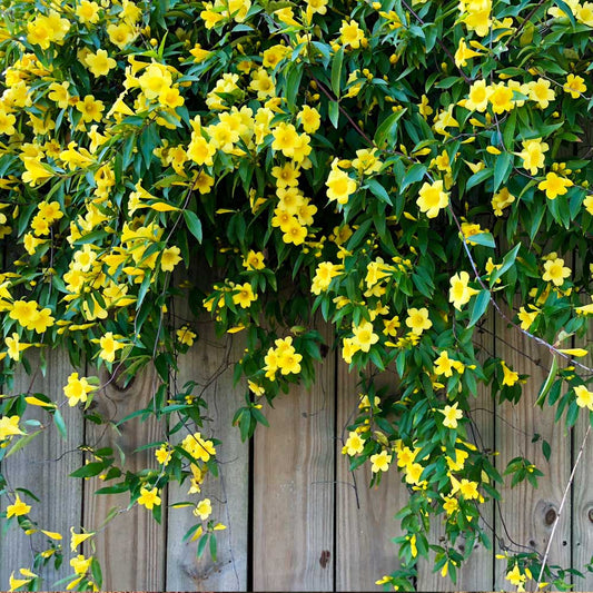 Vines - Carolina Jasmine/Jessamine