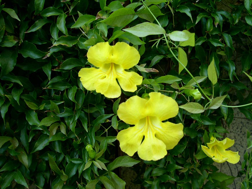 Vines - Cat's Claw