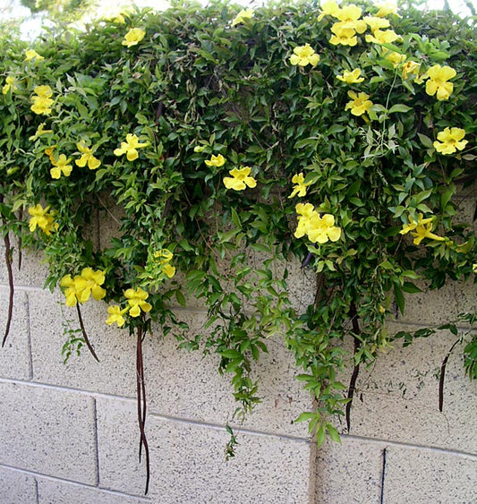 Vines - Cat's Claw