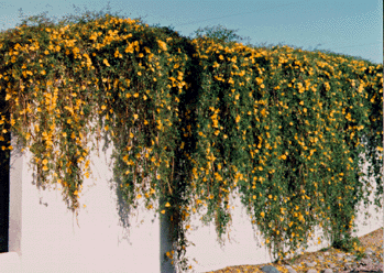 Vines - Cat's Claw