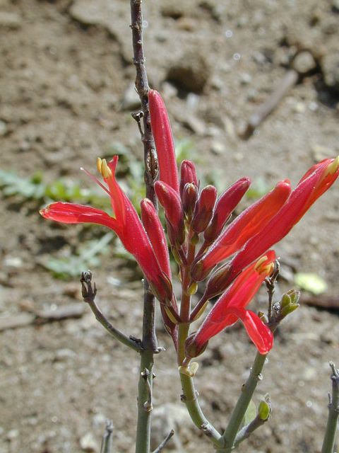 Shrubs - Chuparosa (red)