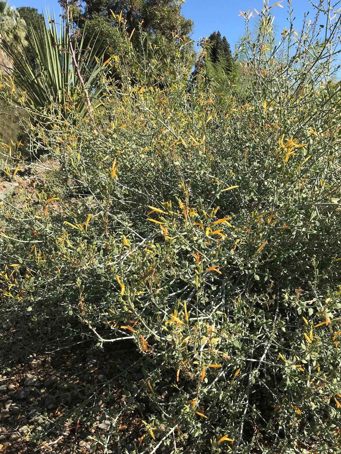 Shrubs - Chuparosa (yellow)