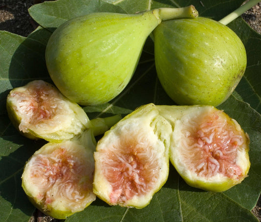 Figs - Conadria