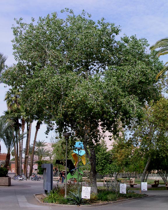 Shade - Cottonwood