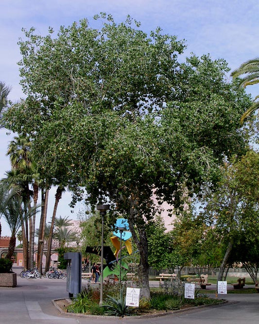 Shade - Cottonwood