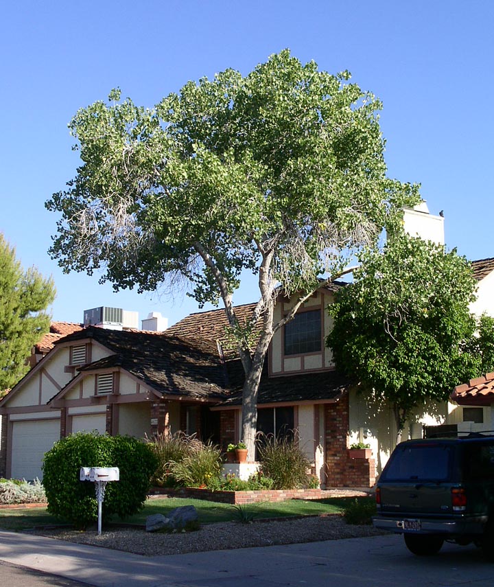 Shade - Cottonwood