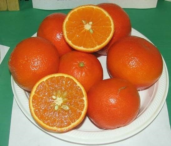 Citrus - Mandarin - Daisy