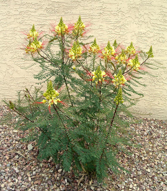 Shrubs - Bird of Paradise (Desert)