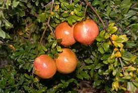 Pomegranate - Desertnyi