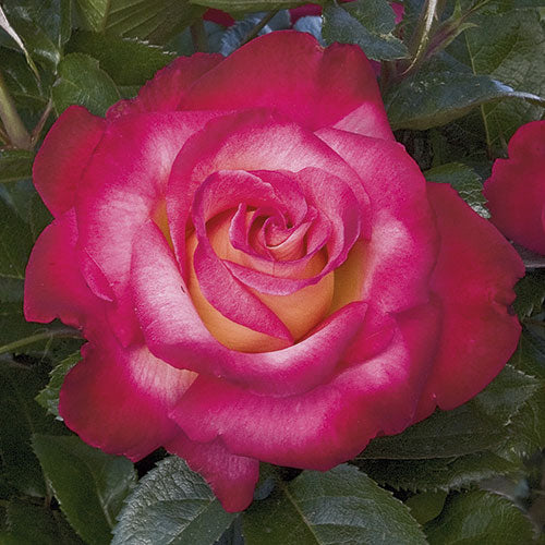 Roses - Dick Clark