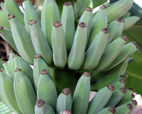 Tropical - Banana - Dwarf Namwah