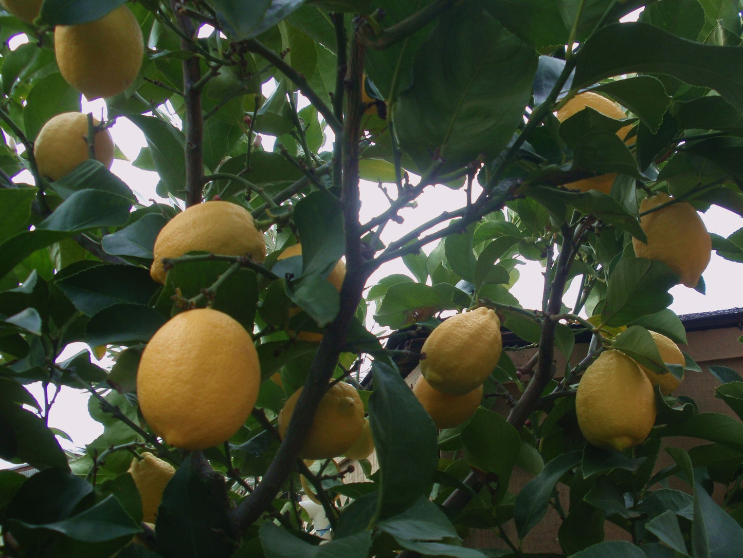 Citrus - Lemon - Eureka