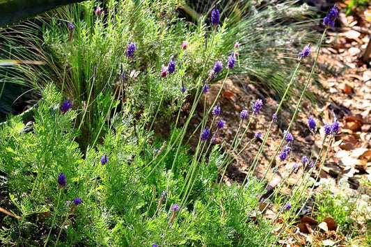Shrubs - Fern leaf lavender