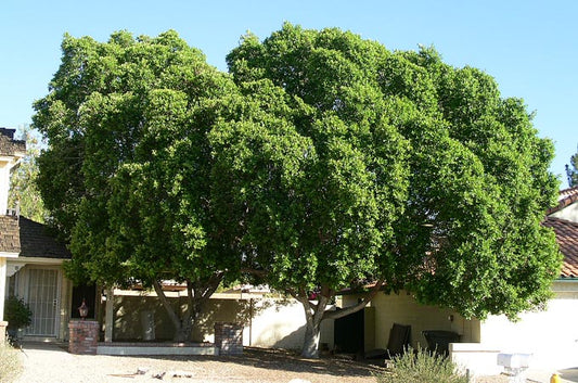 Shade - Indian Laurel Fig (Ficus)