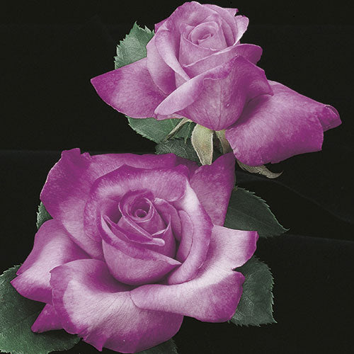 Roses - Fragrant Plum