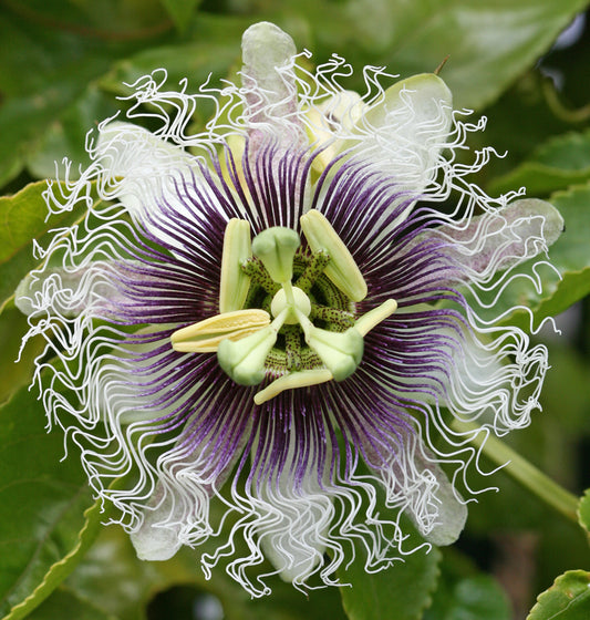 Tropical - Passion Fruit - Frederick