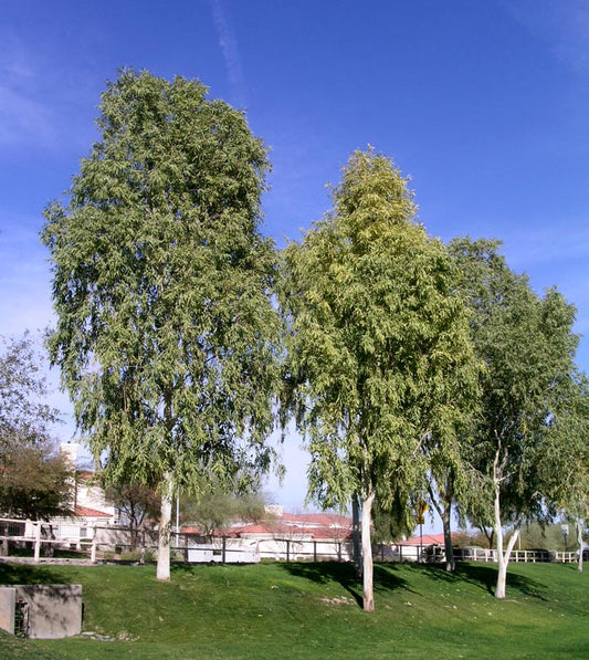 Shade - Ghost Gum