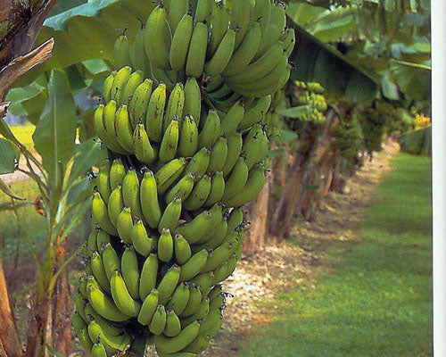 Tropical - Banana - Gran Nain